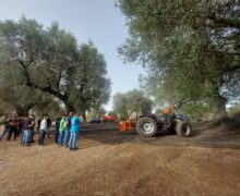 Gli studenti dell’Istituto Tecnico Agrario (Einaudi-Alvaro di Palmi) impegnati nella raccolta delle olive: un’esperienza di apprendimento sul campo