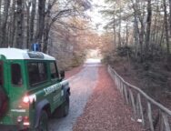 Pascolo abusivo all’interno del Parco Nazionale D’Aspromonte. I Carabinieri Forestali proseguono nell’attivita’ di contrasto