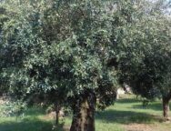 Coldiretti Calabria: giornata olivo l’export di olio in Calabria segna buoni risultati e non mancano le realizzazioni concrete- Borsa Merci e Piano Olivicolo Regionale