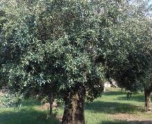 Coldiretti Calabria: giornata olivo l’export di olio in Calabria segna buoni risultati e non mancano le realizzazioni concrete- Borsa Merci e Piano Olivicolo Regionale